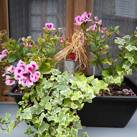 펜션 Le Petit Coin De Paradis *